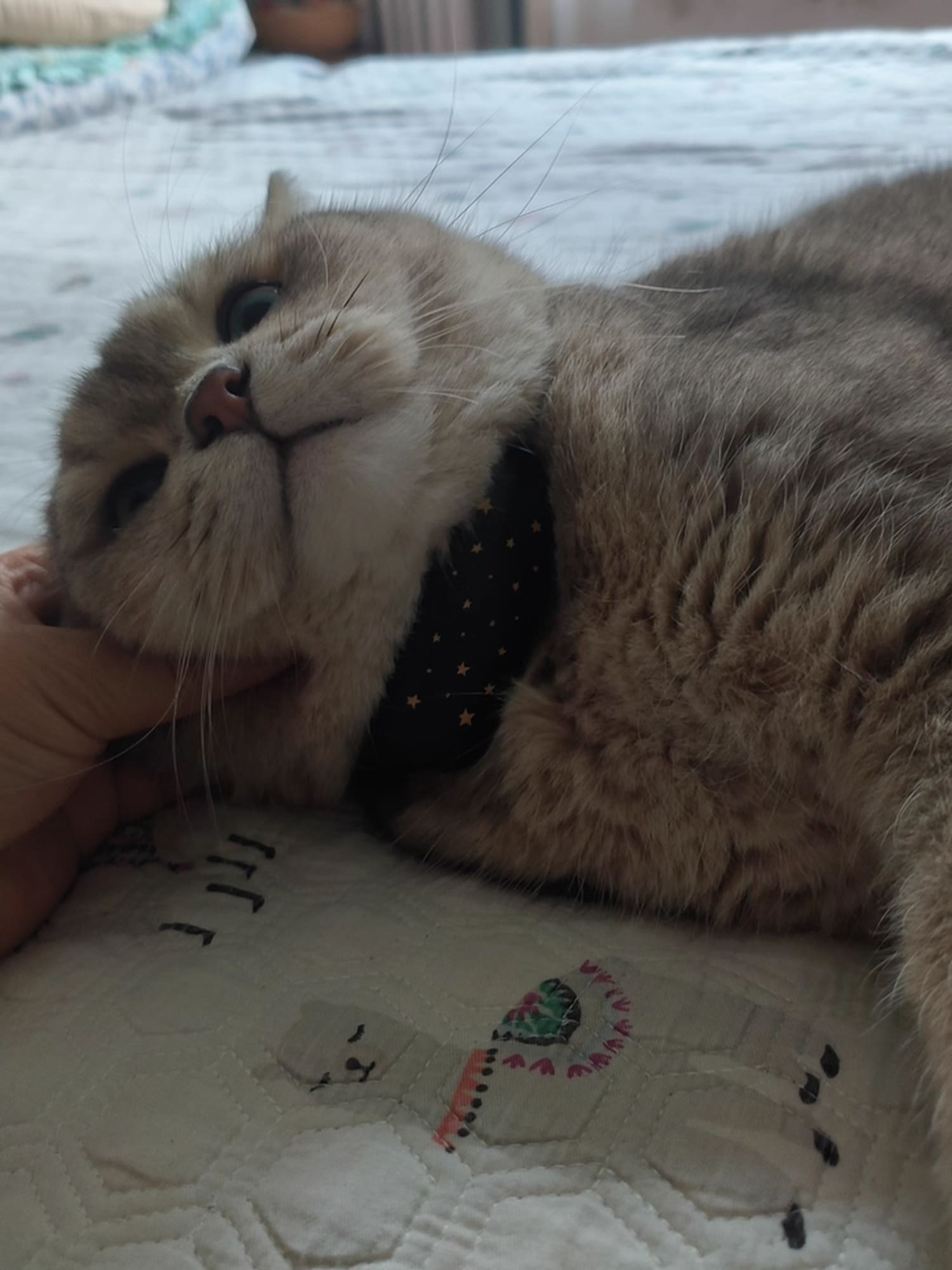 meow-deria-img-21