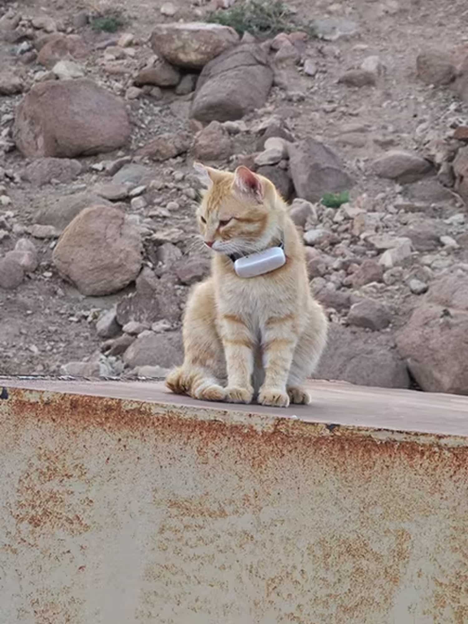 meow-deria-img-23
