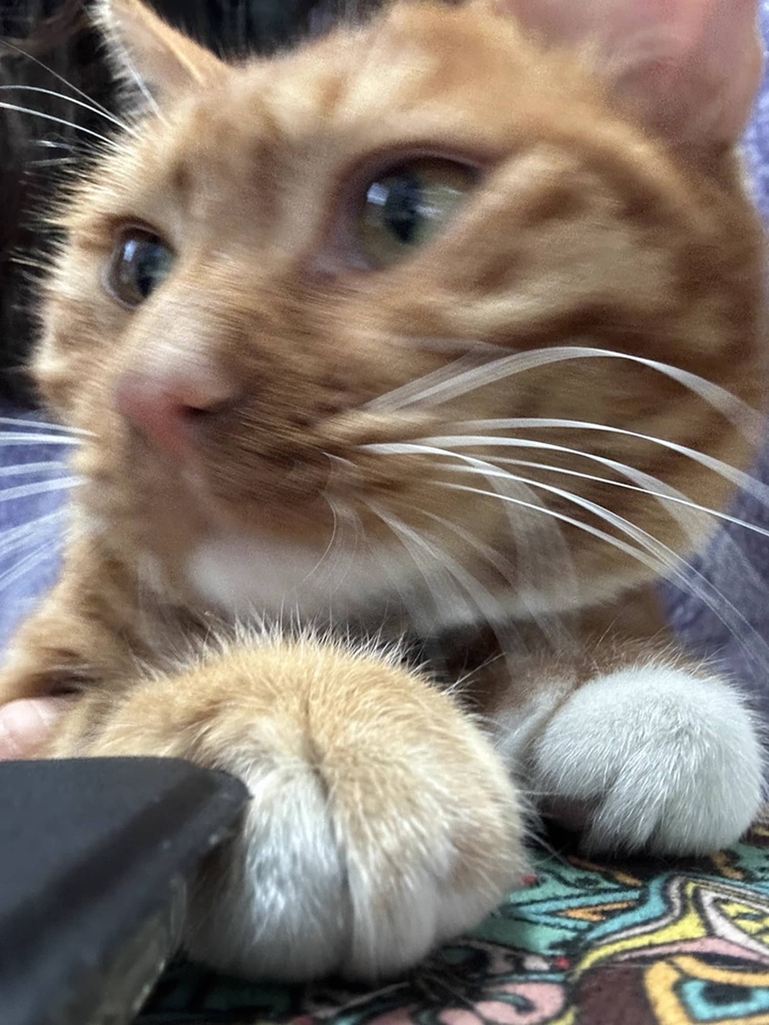 meow-deria-img-29