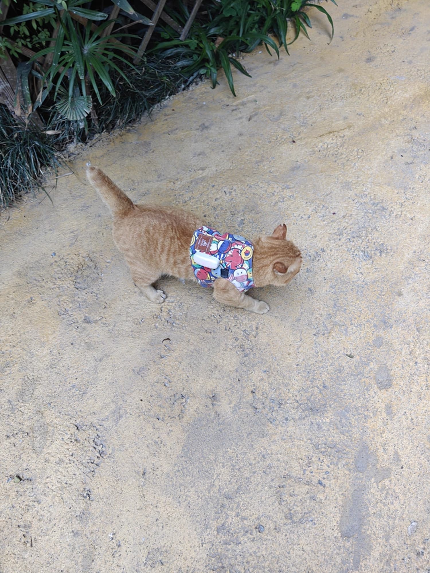 meow-deria-img-31