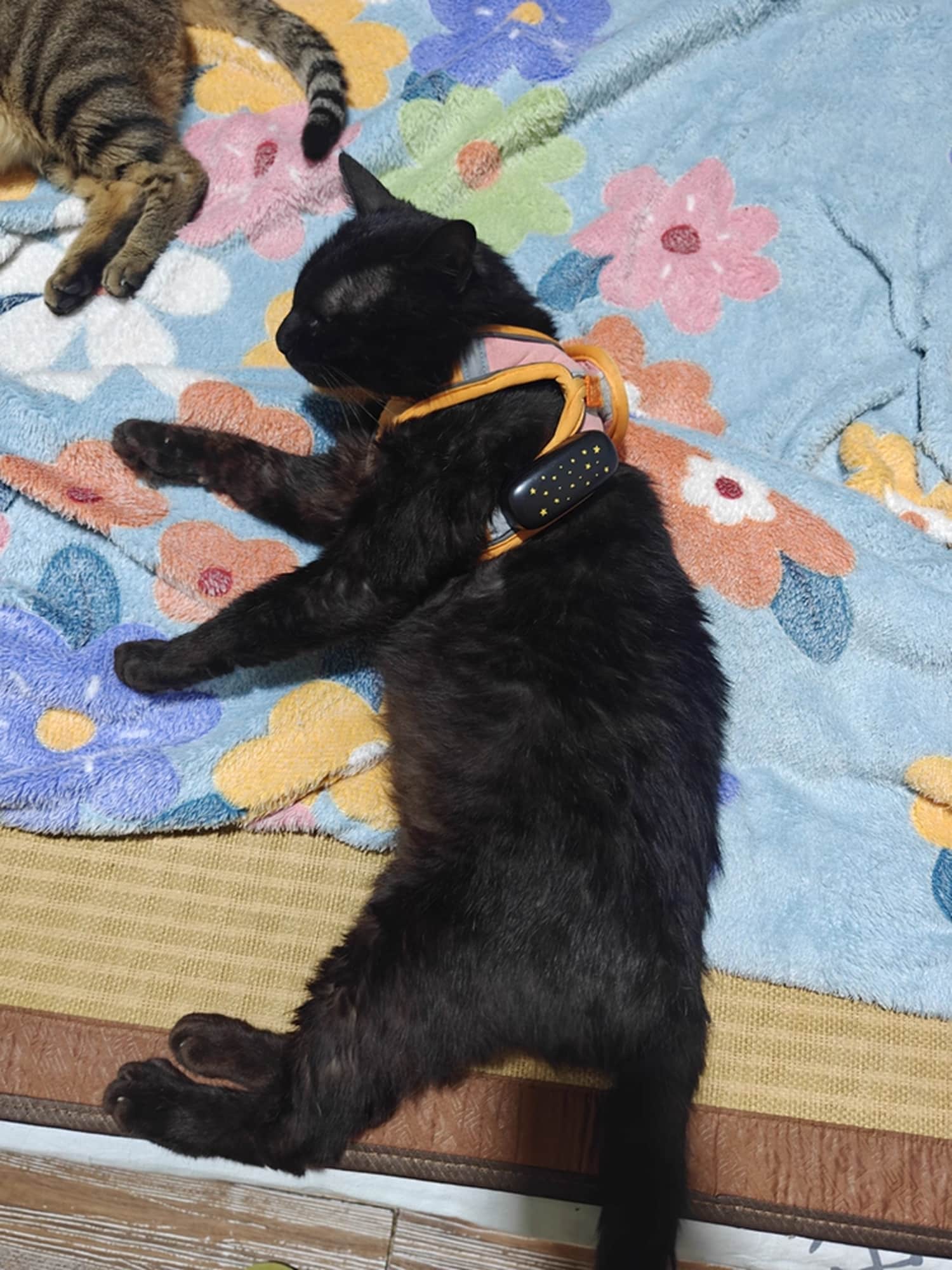meow-deria-img-32